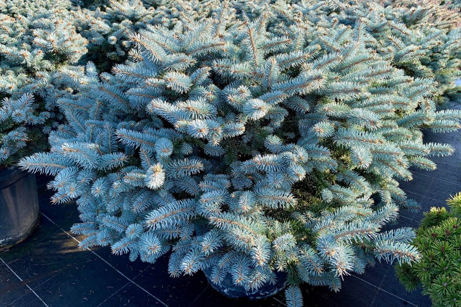 Ель колючая (Picea pungens glauca globosa)