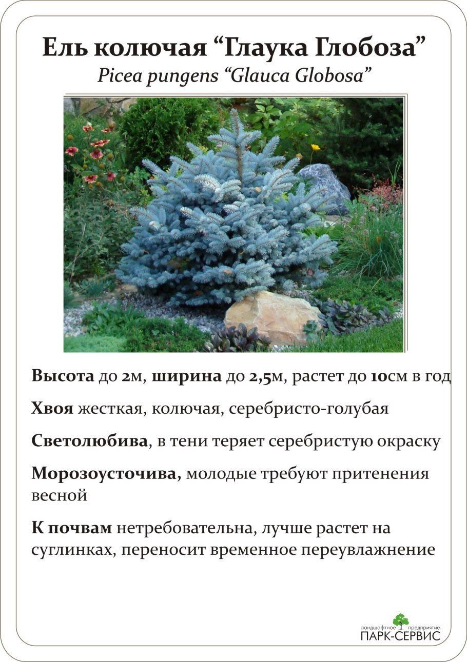 Ель Глаука Глобоза высота взрослого растения