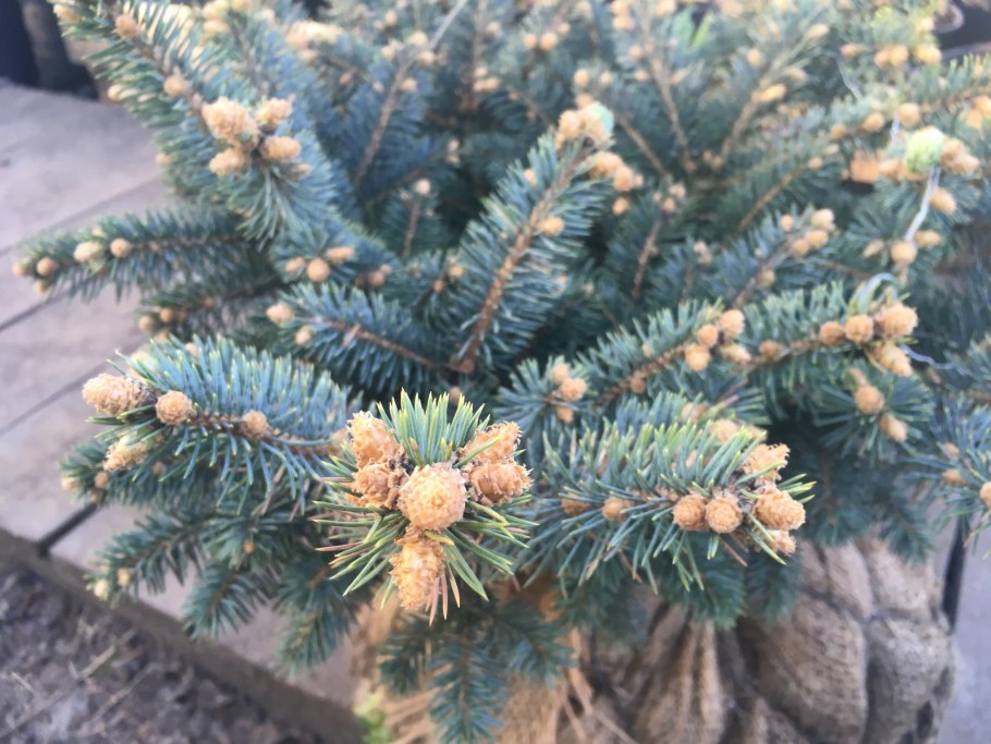 Picea pungens 'Thuem'