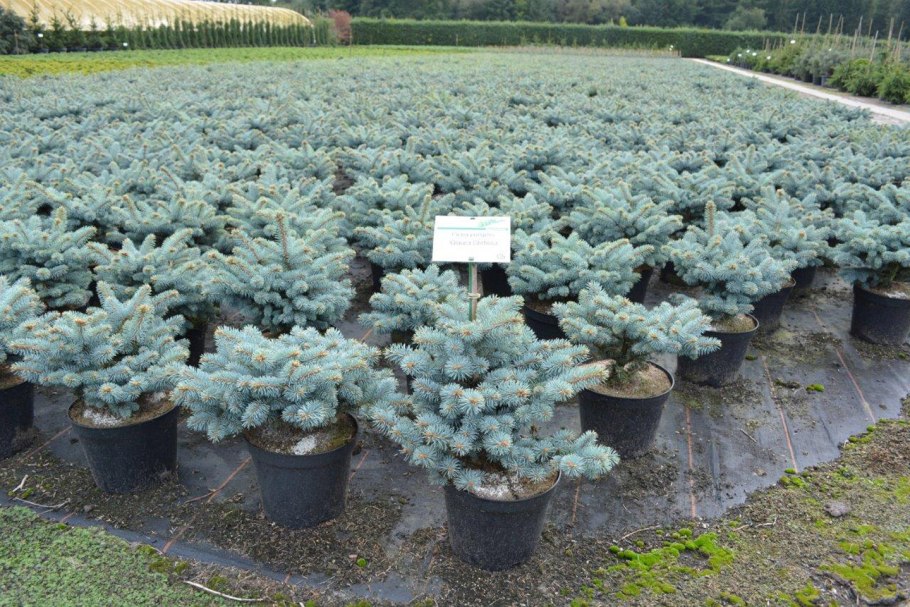 Picea pungens glauca globosa