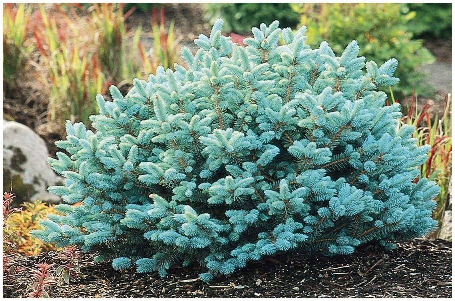 Picea pungens glauca globosa на штамбе