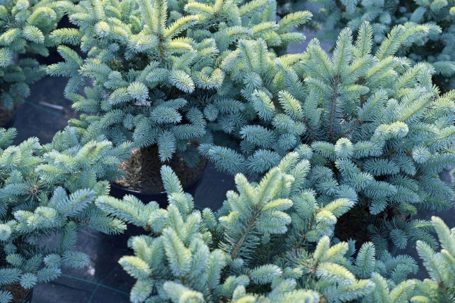 Picea pungens glauca globosa