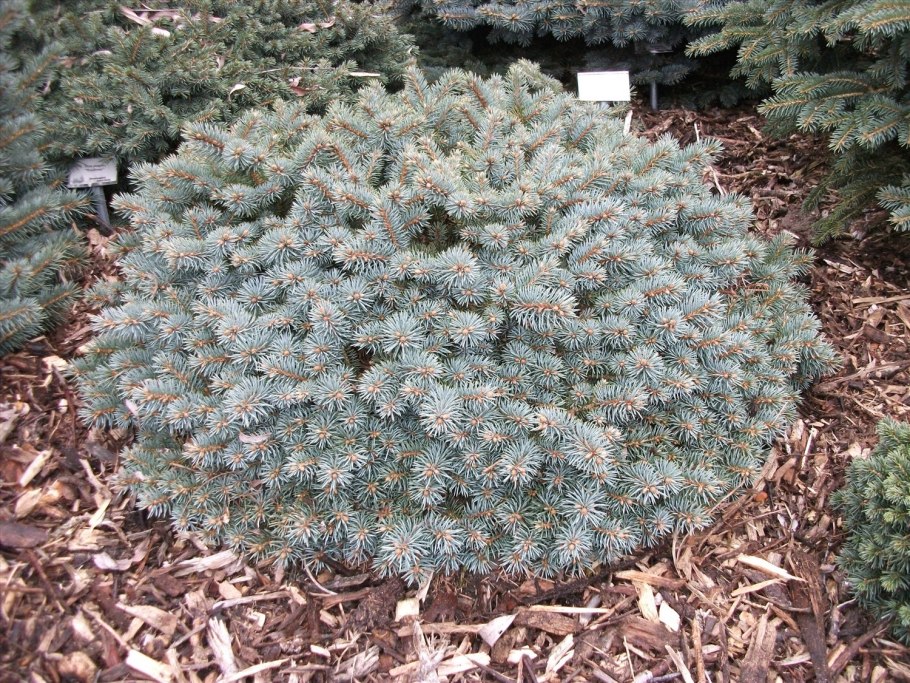 Ель колючая glauca globosa