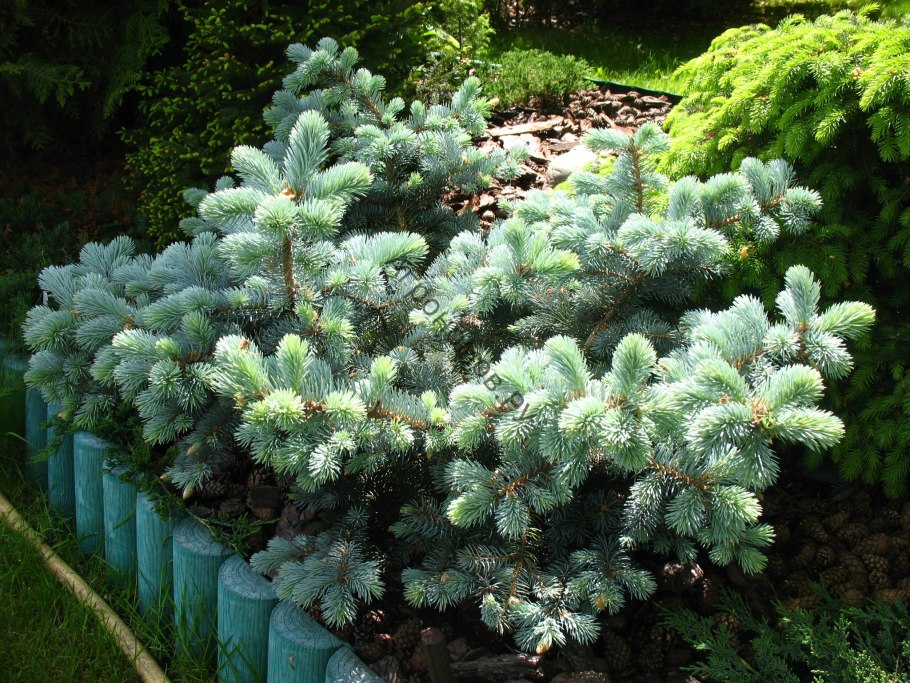 Ель колючая (Picea pungens glauca globosa)