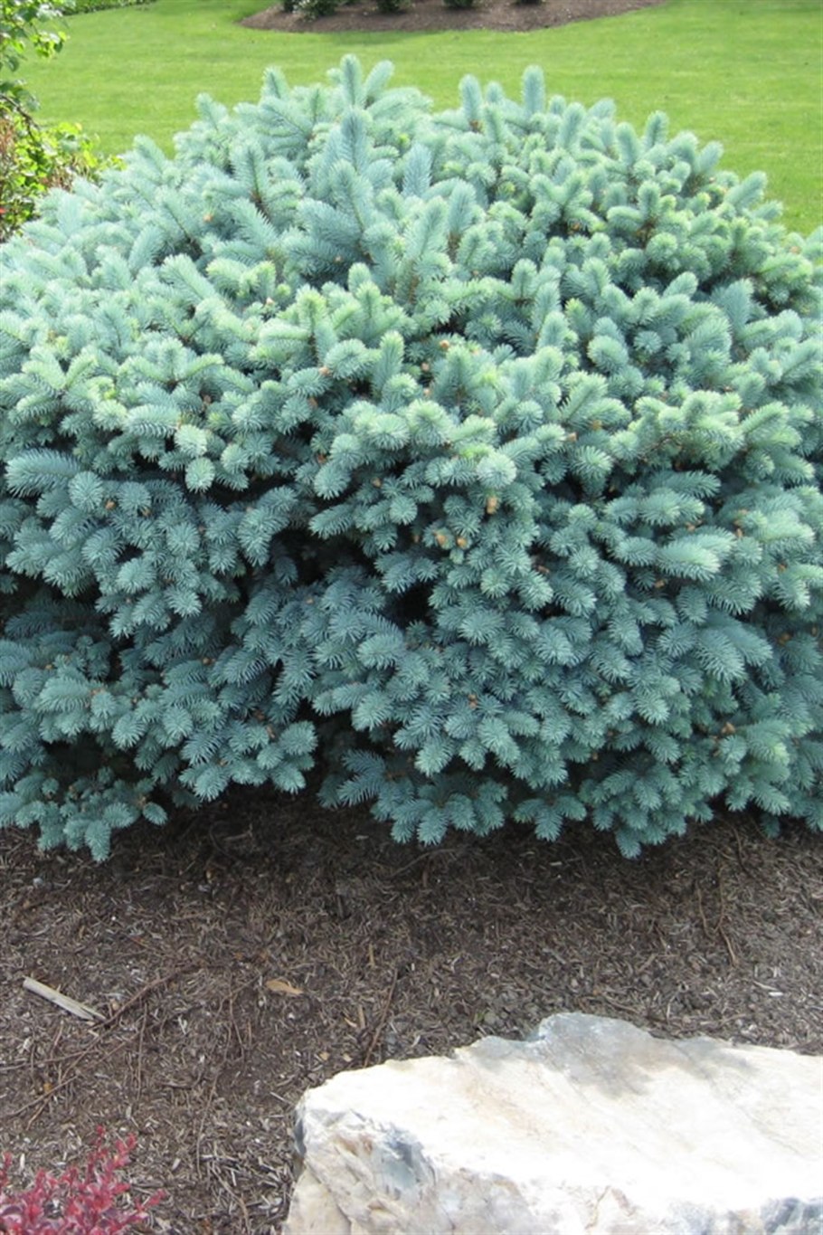 Ель колючая glauca globosa