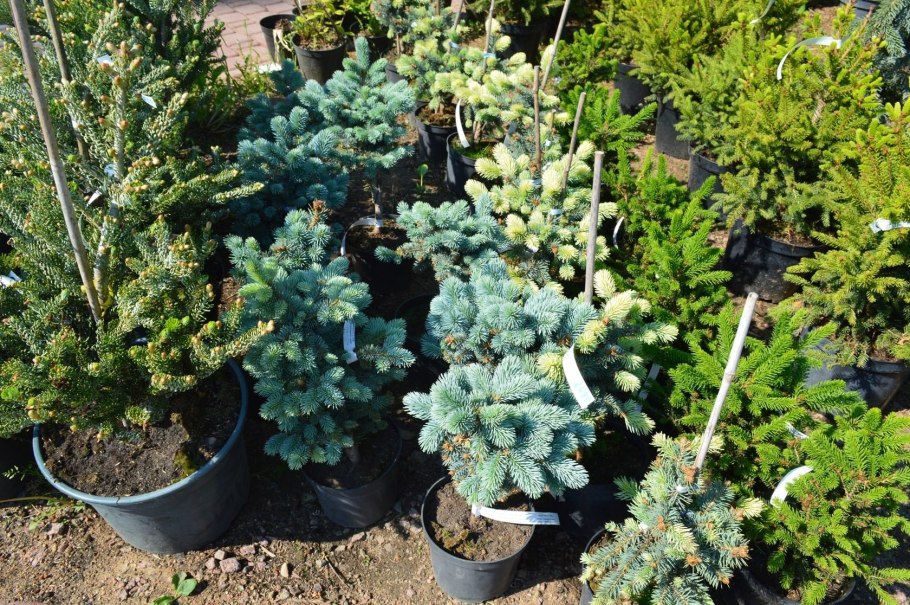 Ель колючая (сорт 'glauca globosa') р9