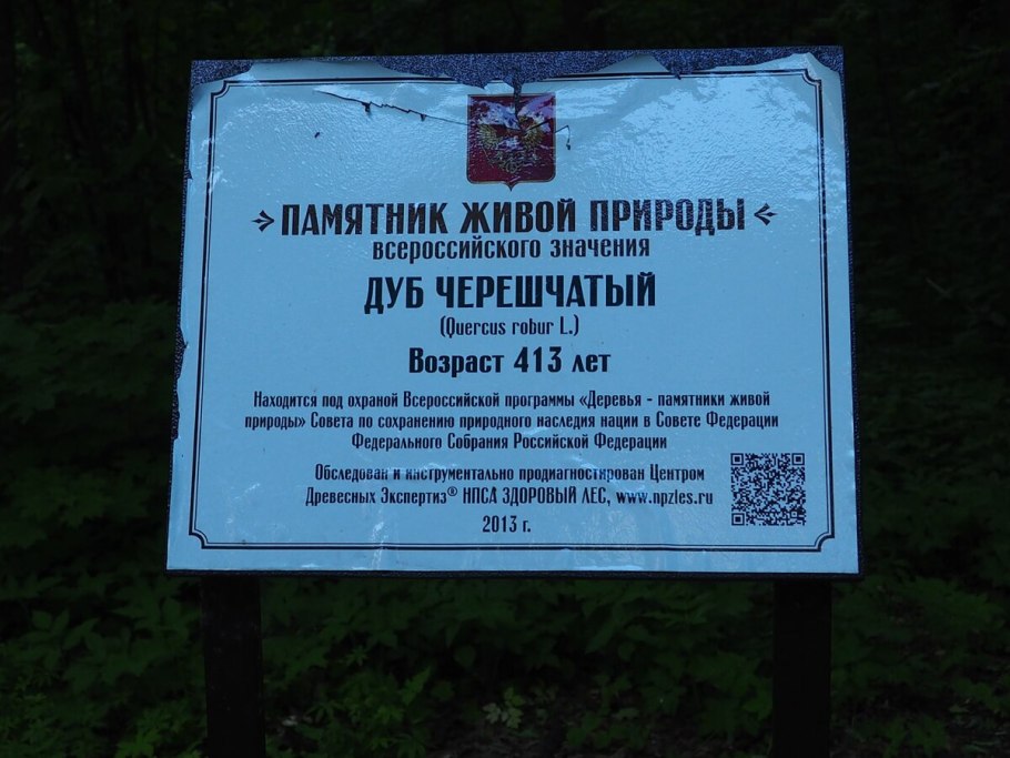 Дуб Киреметь Чувашия