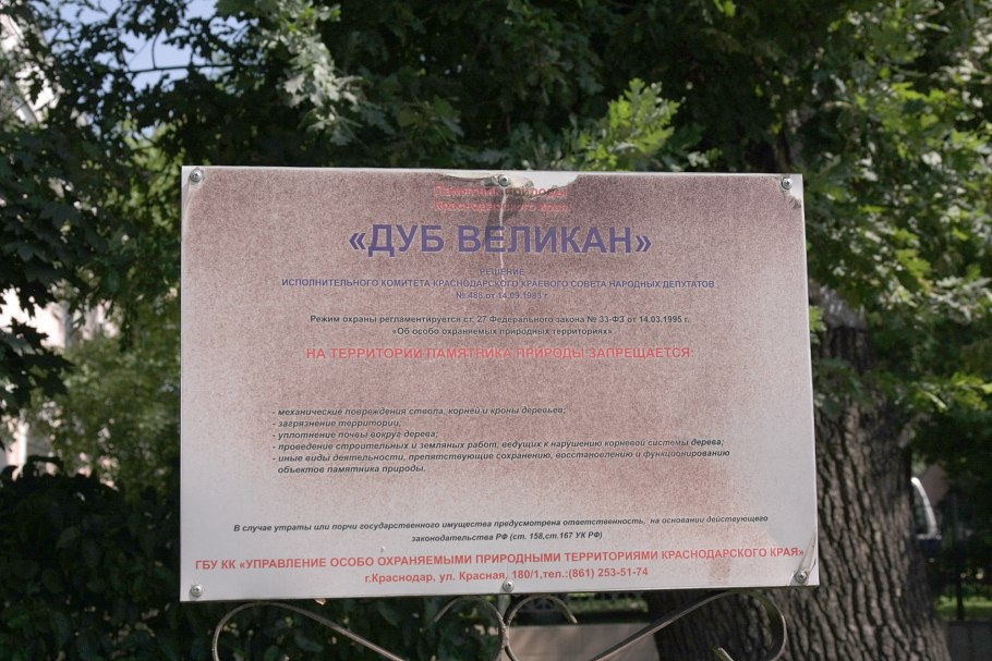 Столетний дуб станица вёшенская