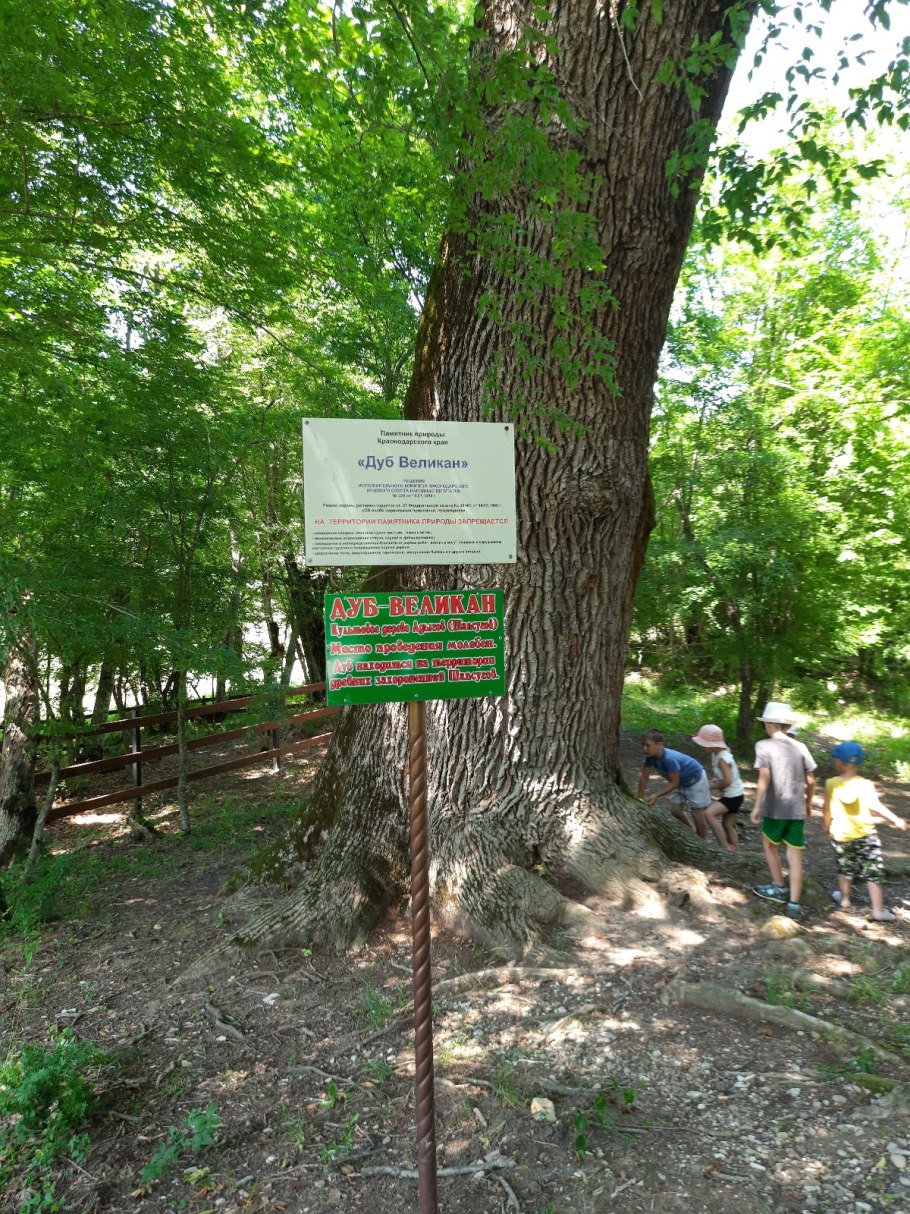 Петровский дуб в Коломенском