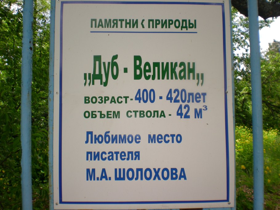 Дуб великан Саратов Кумысная Поляна