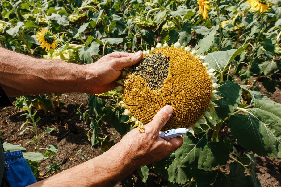 Подсолнечник