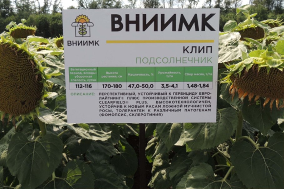 Nuseed подсолнечник