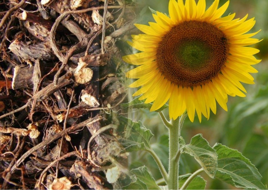 Трубчатый цветок подсолнуха