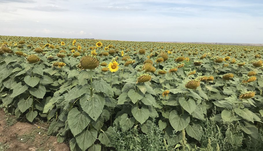 Уборка подсолнечника