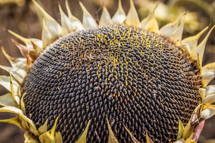 Подсолнечник f1 Арлекин