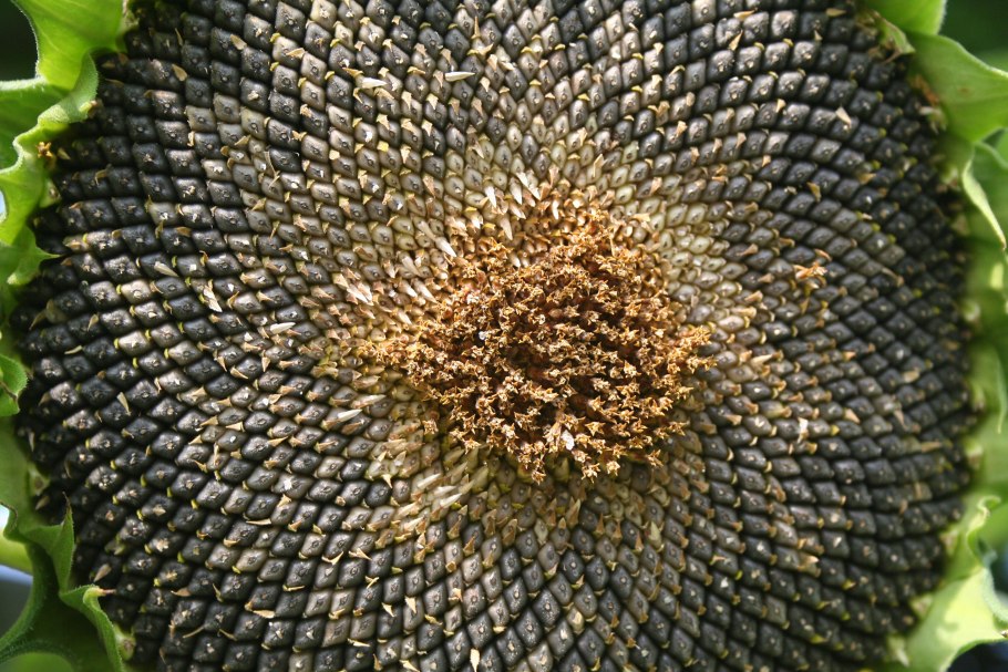 Подсолнечник засуха