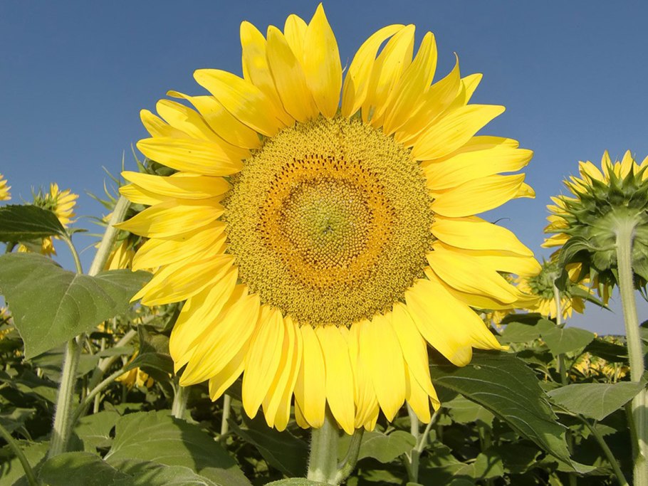 Подсолнух спереди