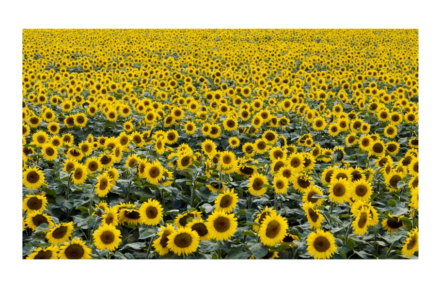 Подсолнечник Персей