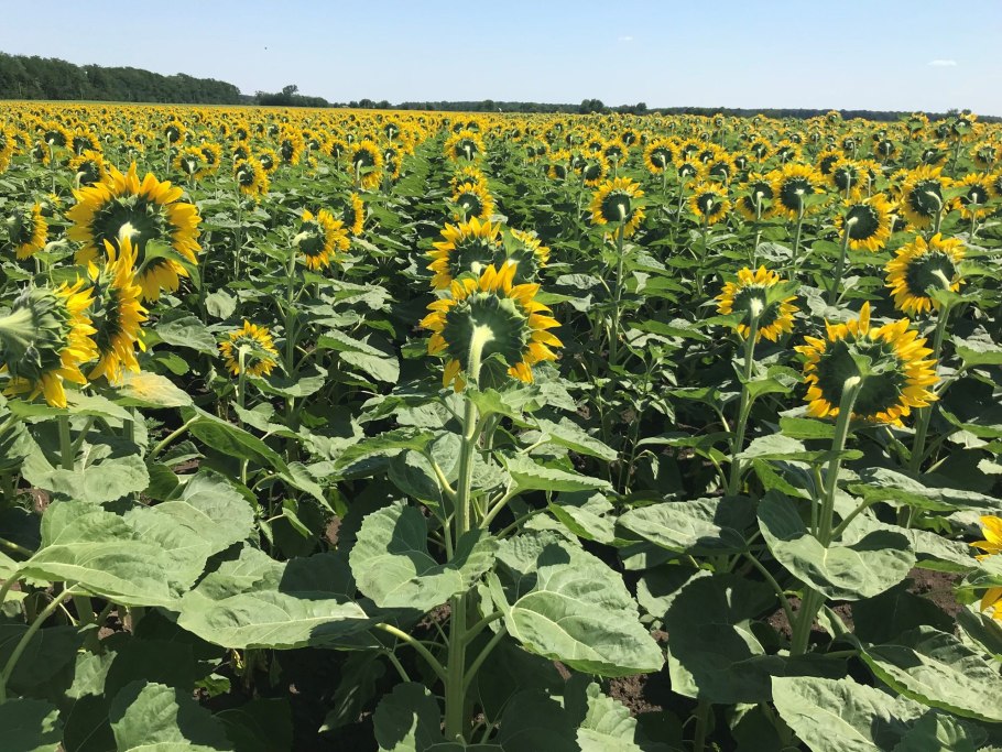 Подсолнечник Донской крупноплодный