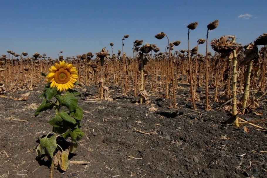 Подсолнечник сорт Хуторок