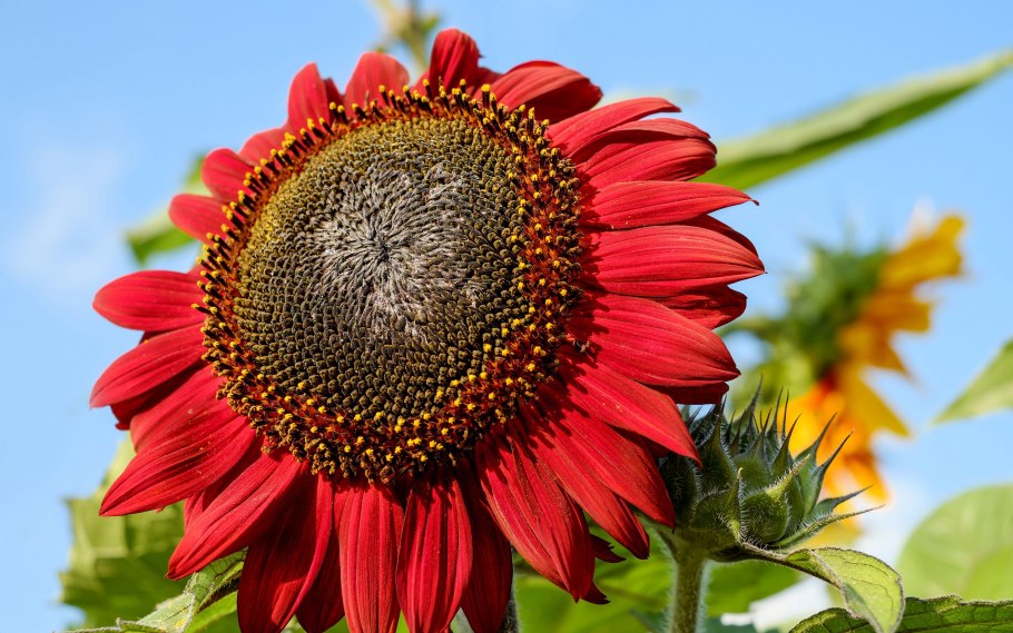 Подсолнечник Ванилла айс