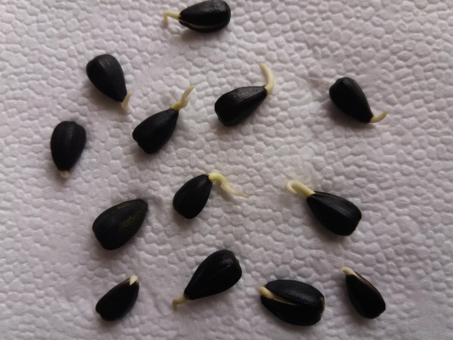 Лимагрен лг50479 гибрид подсолнечника