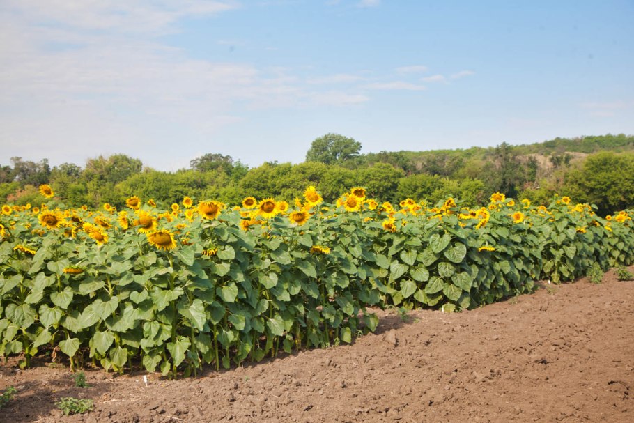 Подсолнечник Агроплазма