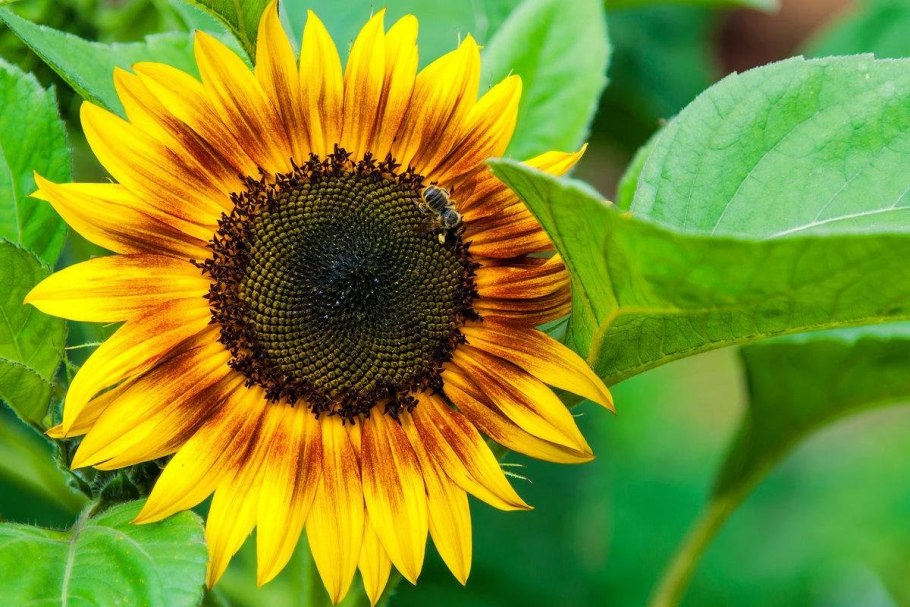 Подсолнечник Лонгест саммер