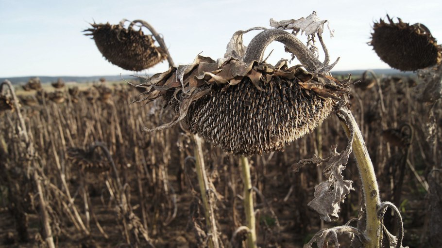 Созревший подсолнух