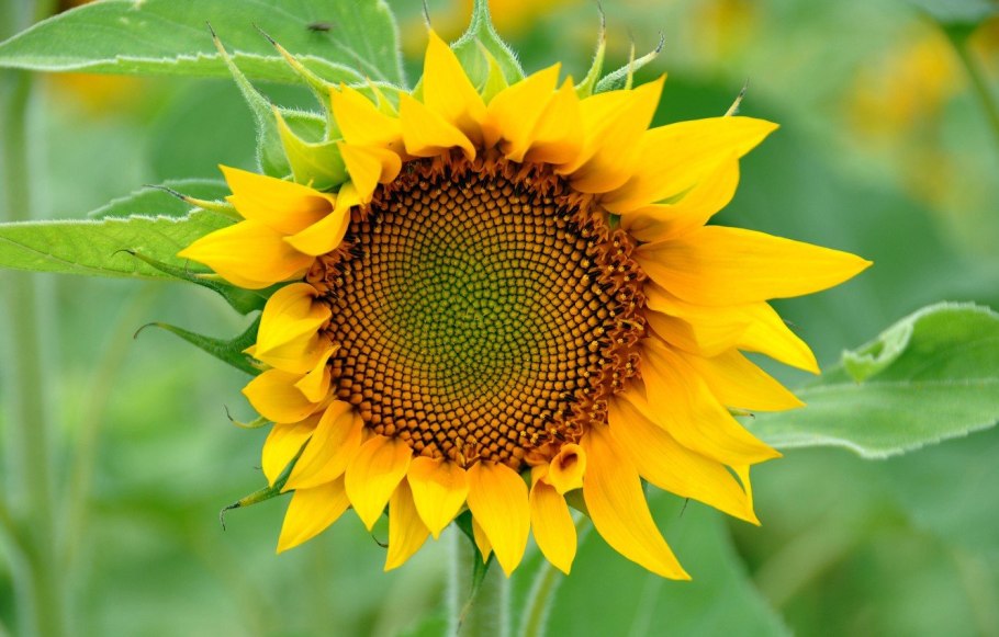 Подсолнух семена форвард