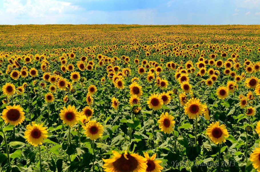 Масличная пыль подсолнечника