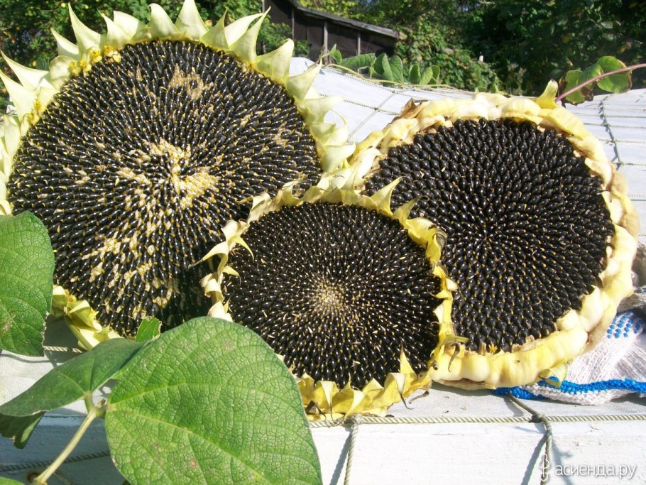 Семянка подсолнечника