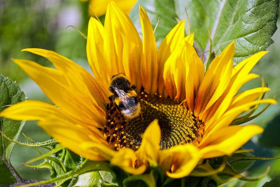 Римисол гибрид подсолнечника