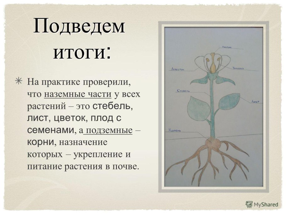 Наземные части растения