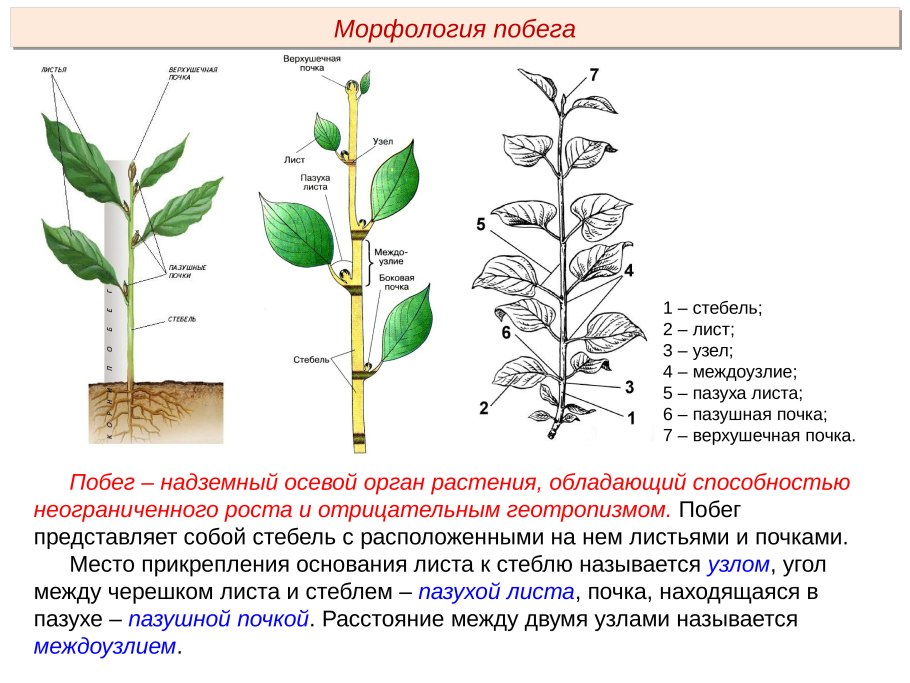 Побег. Морфология побега.