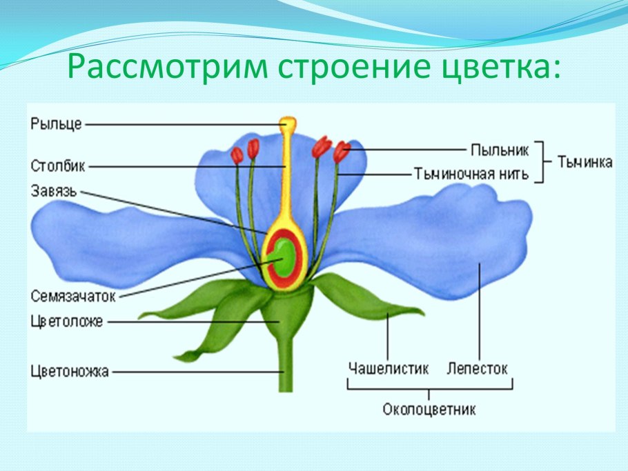 Строение тычинок цветкового растения