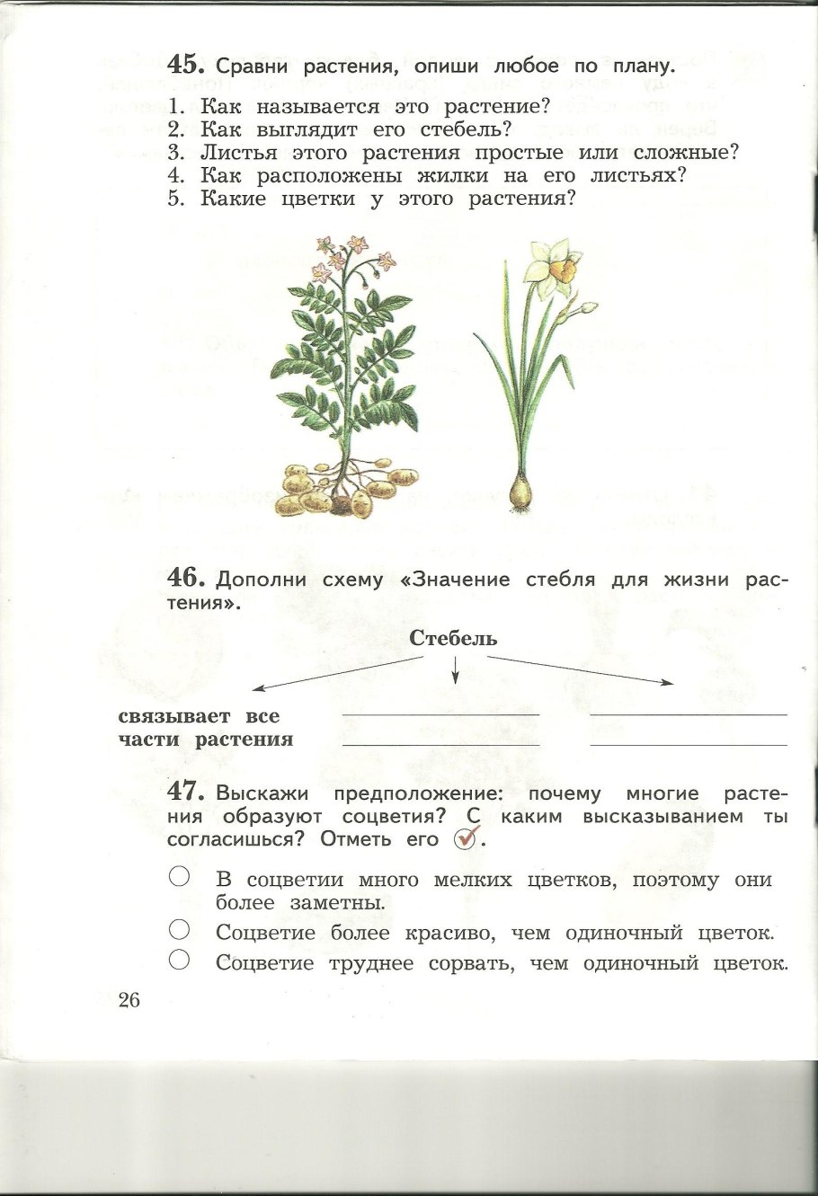 Значение стебля для жизни растения