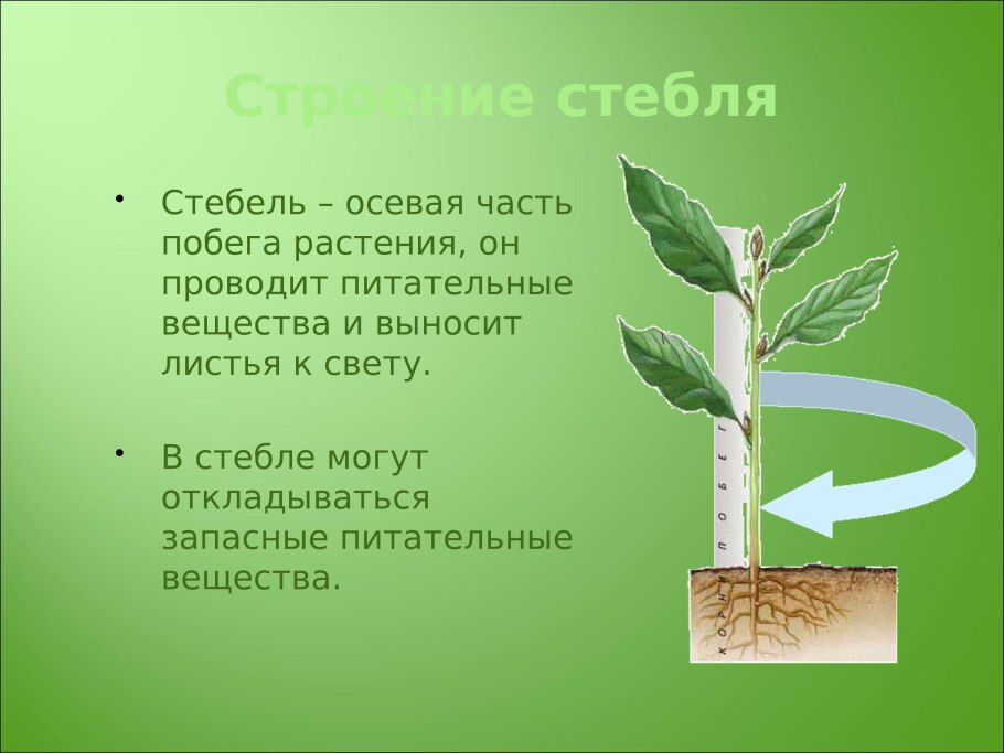 Стебель осевая часть побега