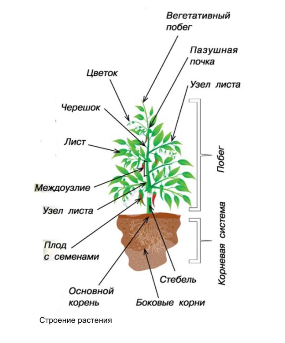 Структура растения