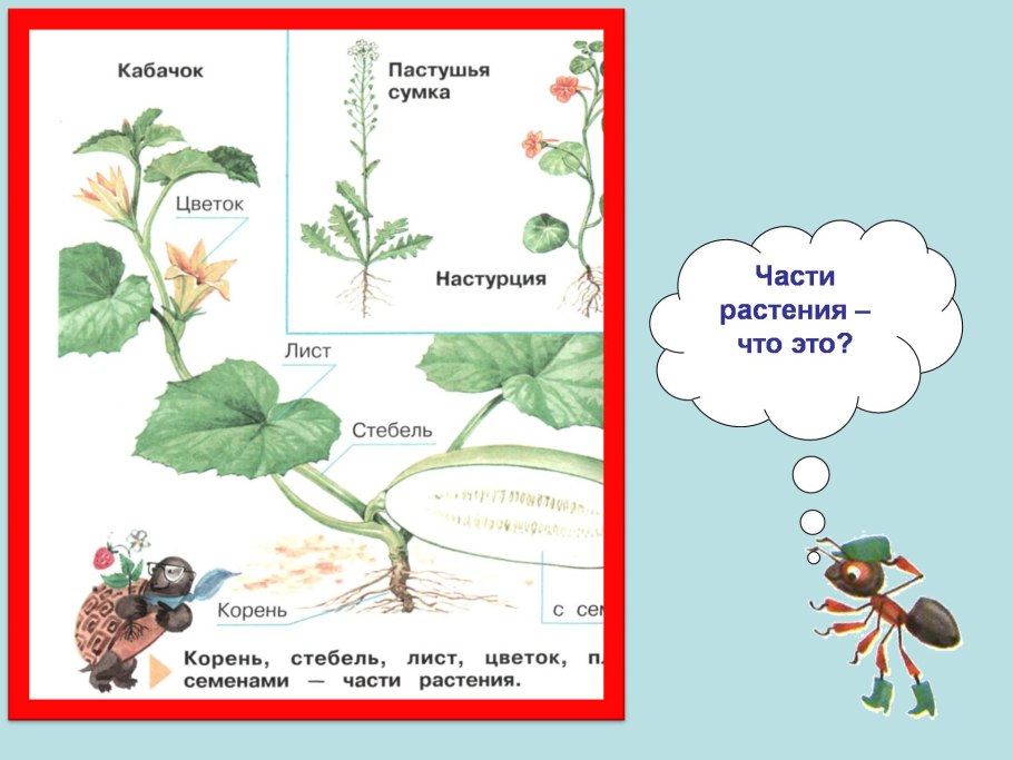Огурец части растения