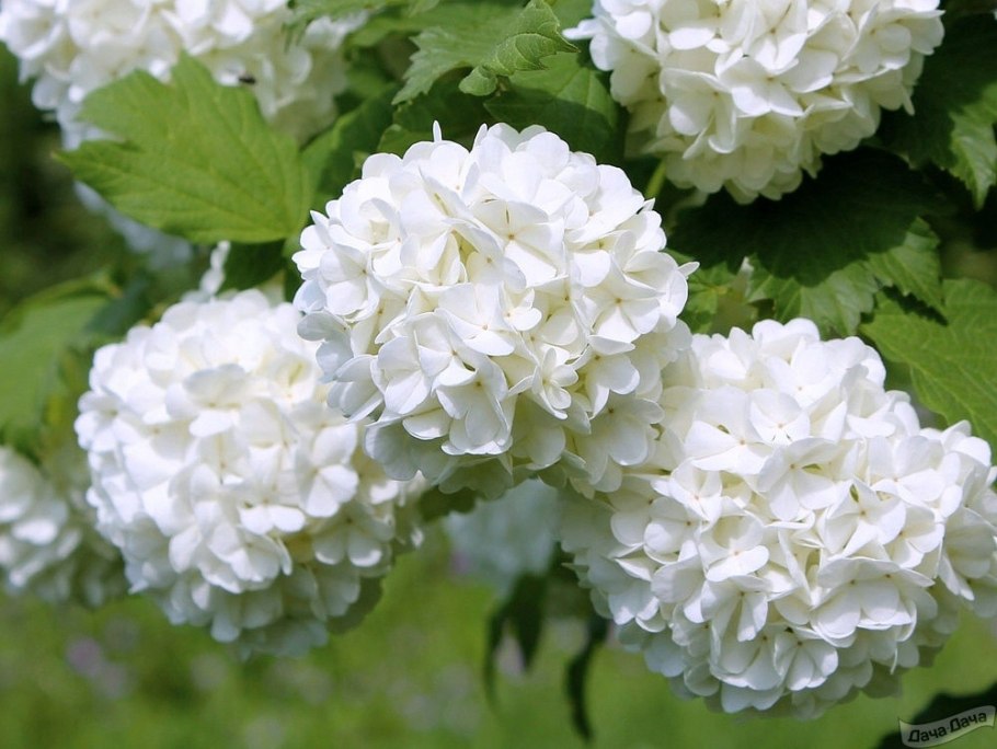 Калина бульденеж Roseum