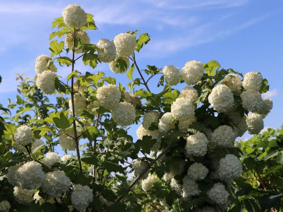 Калина бульденеж