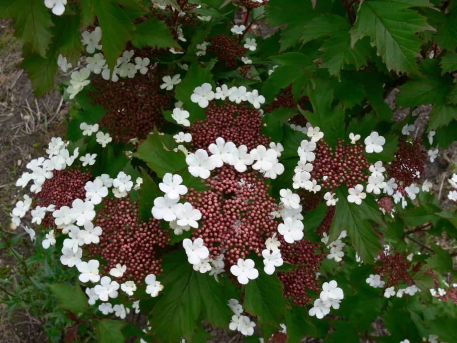 Кустарник Калина бульденеж