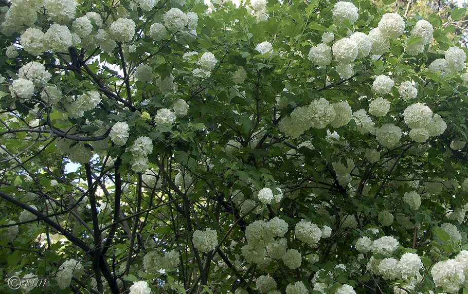 15. Viburnum opulus «Roseum» (Калина обыкновенная)