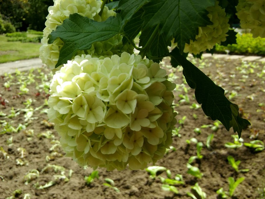 Калина белая кустарниковая
