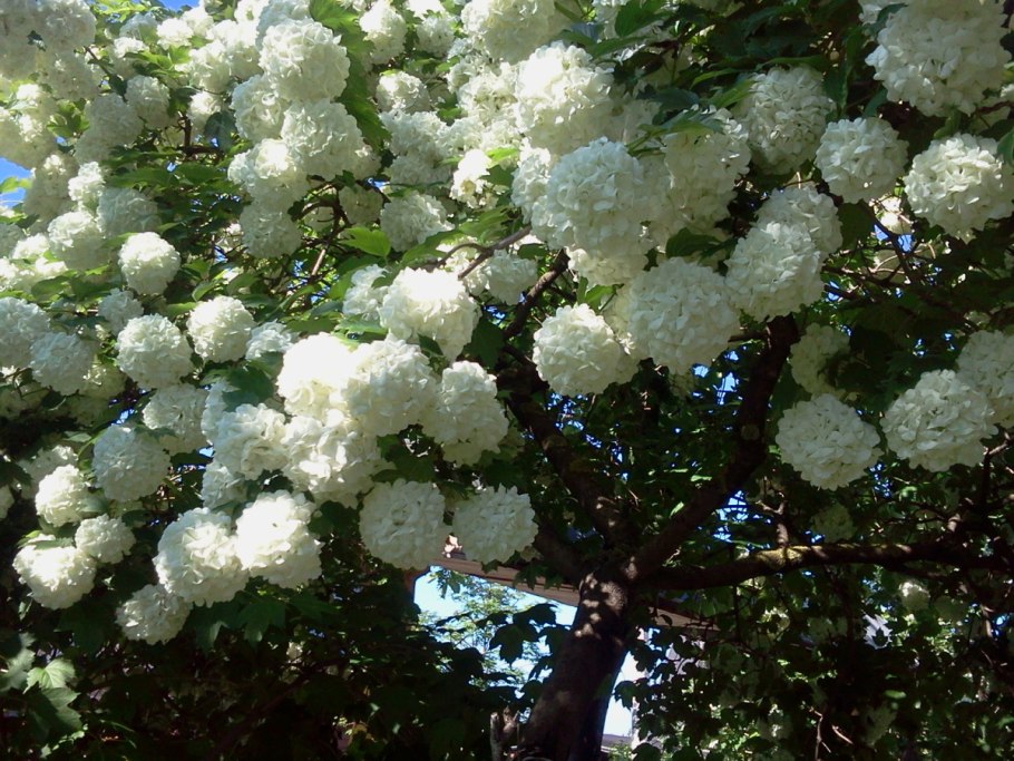Калина opulus Roseum