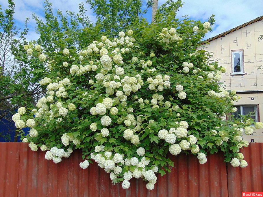 Куст с белыми шариками