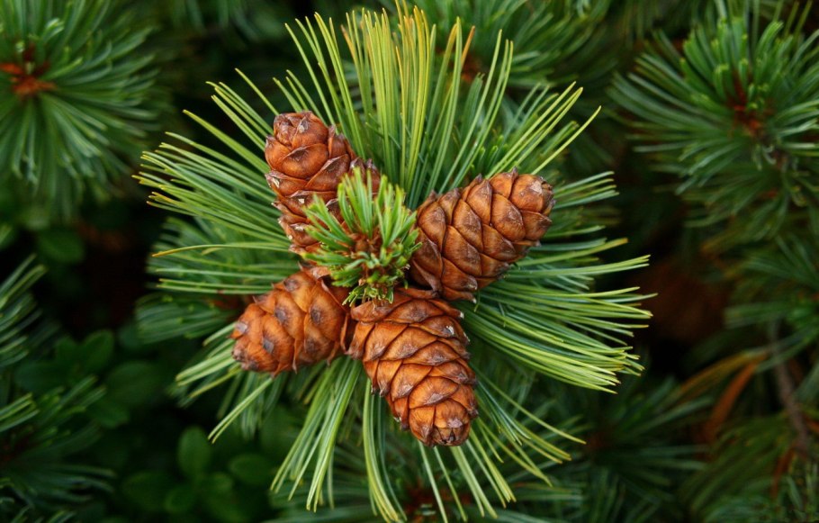 Сосна Сибирская Кедровая Pinus sibirica du Tour