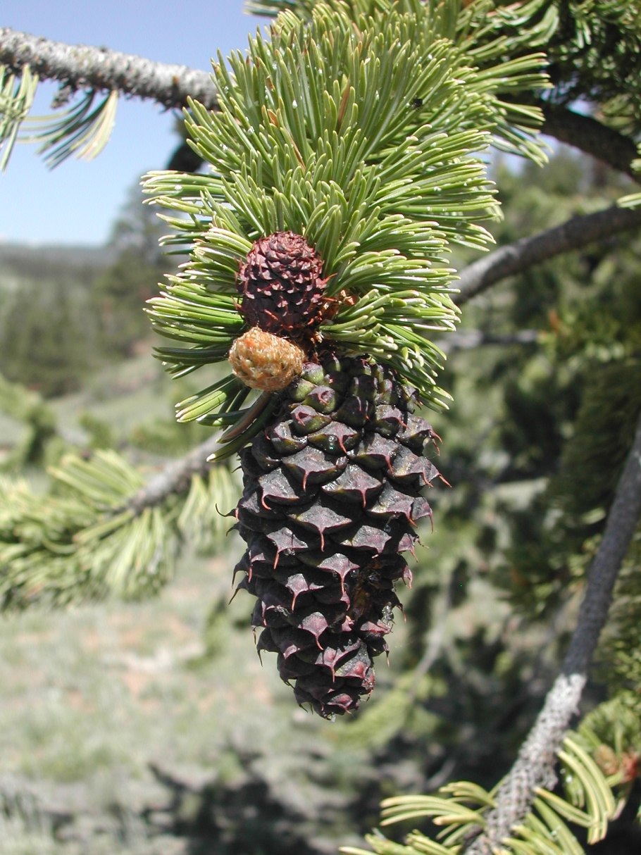 Pinus sibirica шишки