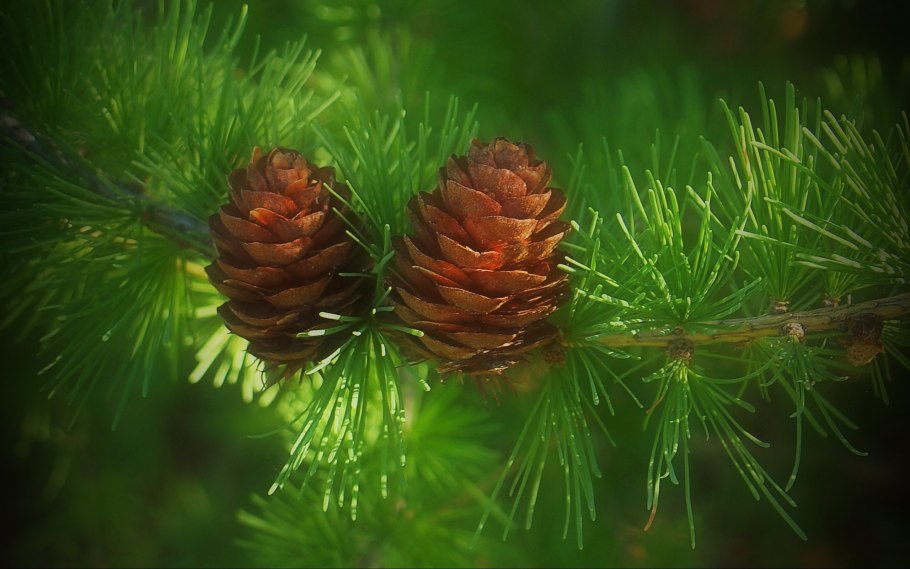 Cedrus libani шишка